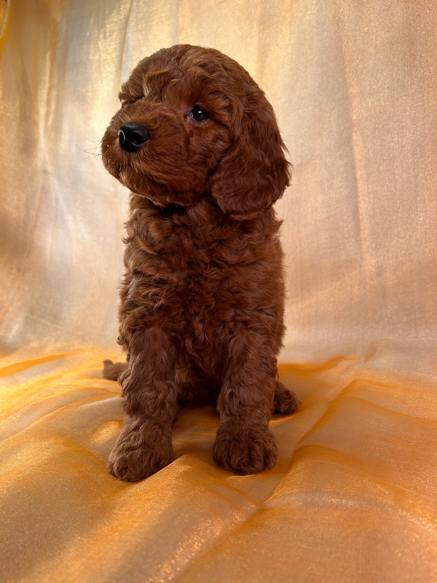 Female F1b Mini Goldendoodle Puppy for Sale DOB 3-15-2024 $1200